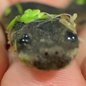 Meet your Posher, Kamya